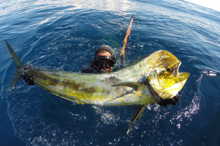 baja spearfishing adventures