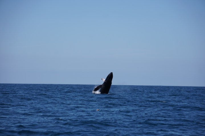 baja whale watching